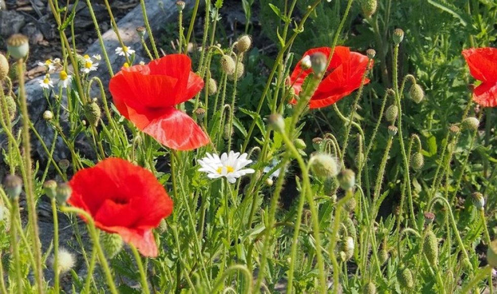 Volkstuinvereniging Florence Nightingale