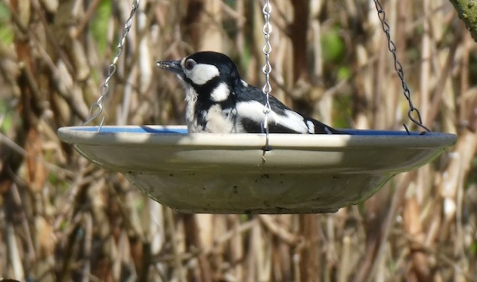 Volkstuinvereniging Florence Nightingale