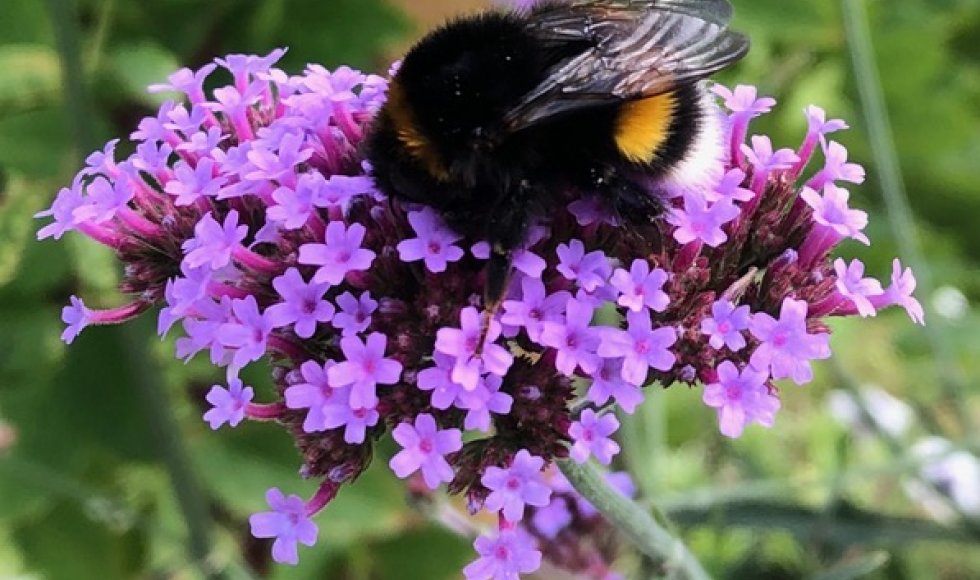 Volkstuinvereniging Florence Nightingale