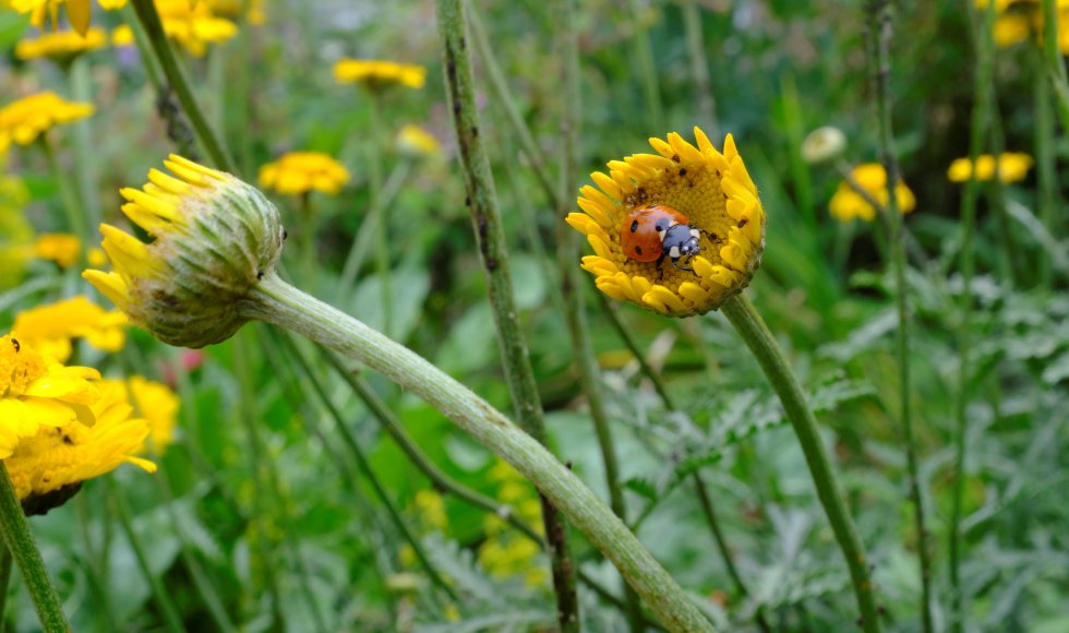Dokkum_experimenteertuin_Bianca in 't groen