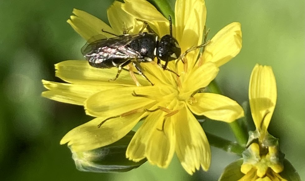 Driebergen, natuurverkenner