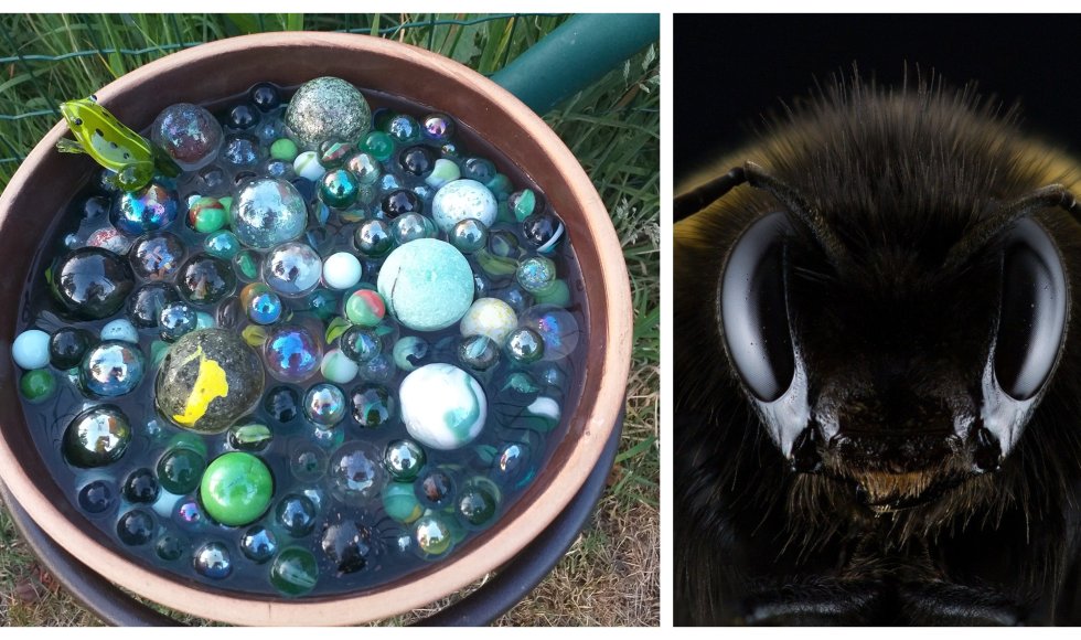 Drinkschaaltje insecten