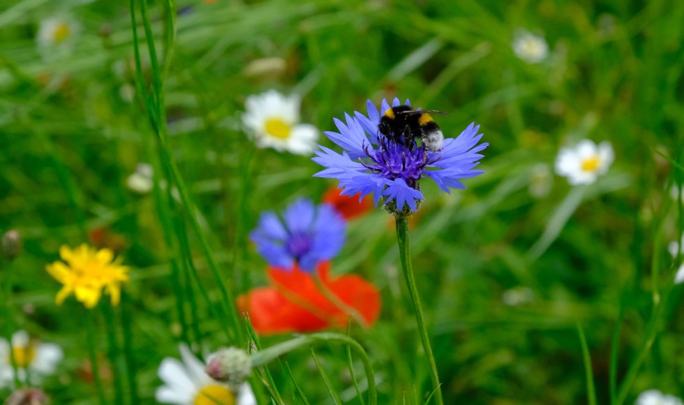 Jasmine De Brauwer_Zoersel