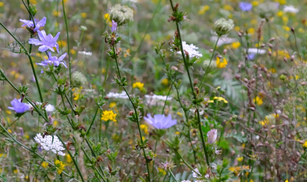 Jasmine De Brauwer_Zoersel