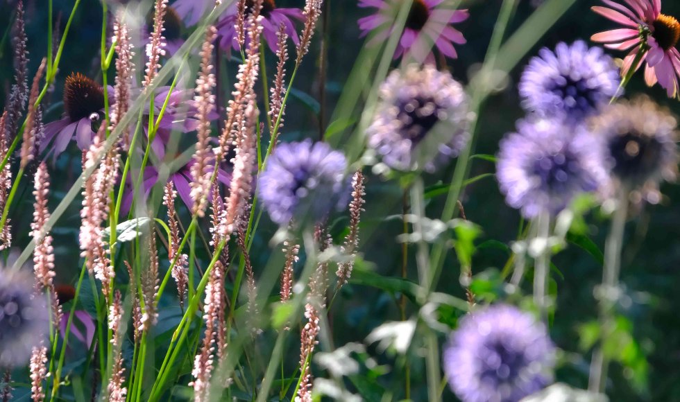 Jasmine De Brauwer_Zoersel