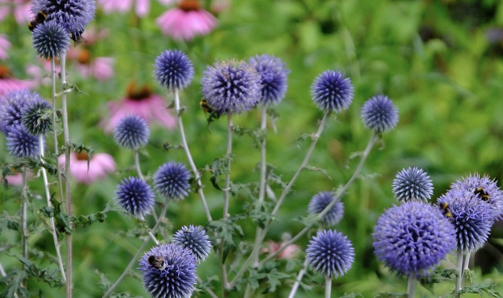 Jasmine De Brauwer_Zoersel