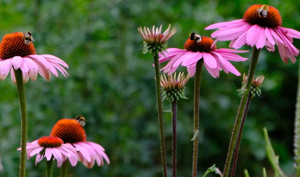 Jasmine De Brauwer_Zoersel