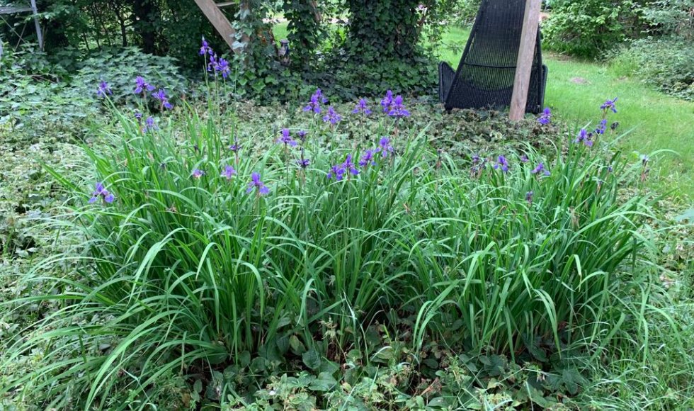 Arendonk De Eglantier 3