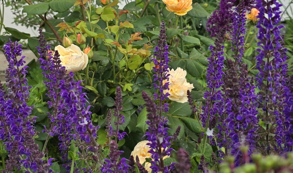 Ecotuin Madelon en Robert 11