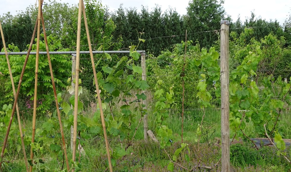 Elly Pouwels_Broekstraat_Oirschot