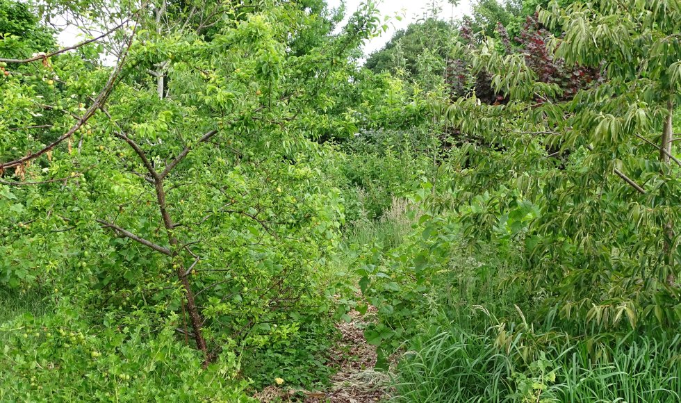 Elly Pouwels_Broekstraat_Oirschot