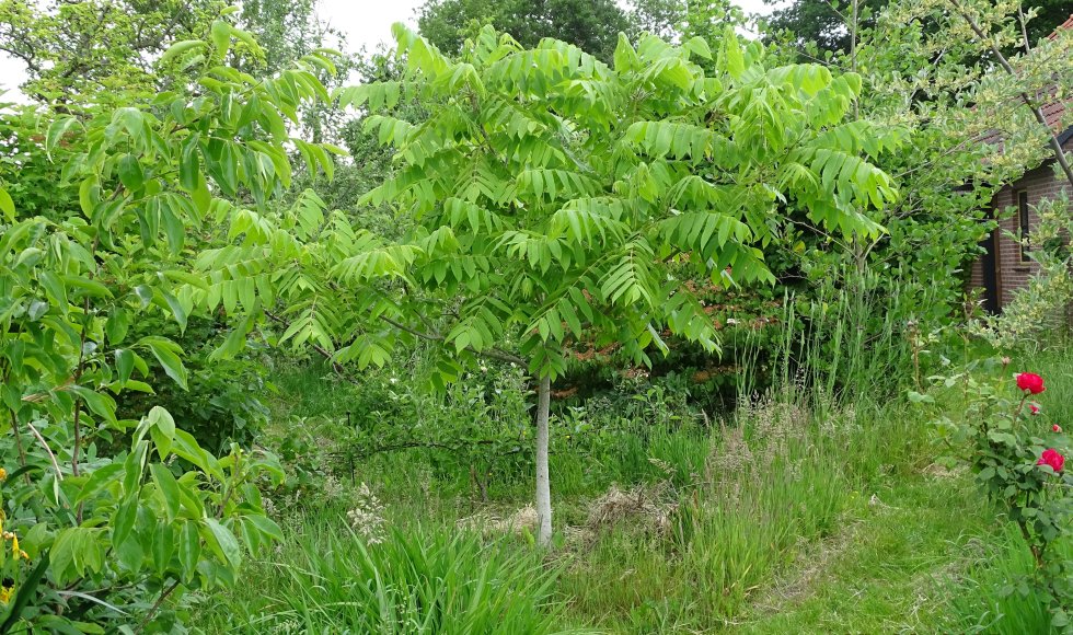 Elly Pouwels_Broekstraat_Oirschot