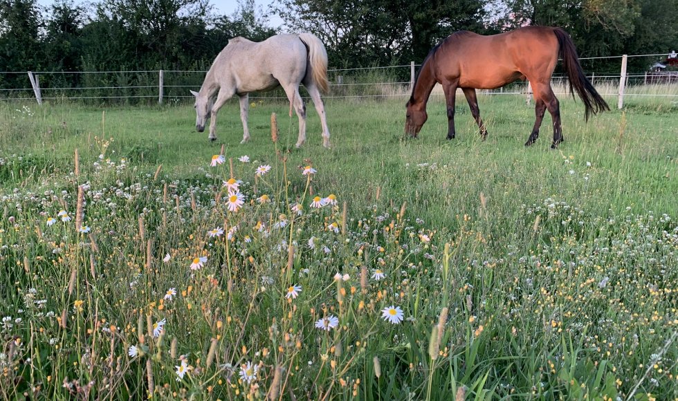 Emmadorp Ecotuin van de Familie 2