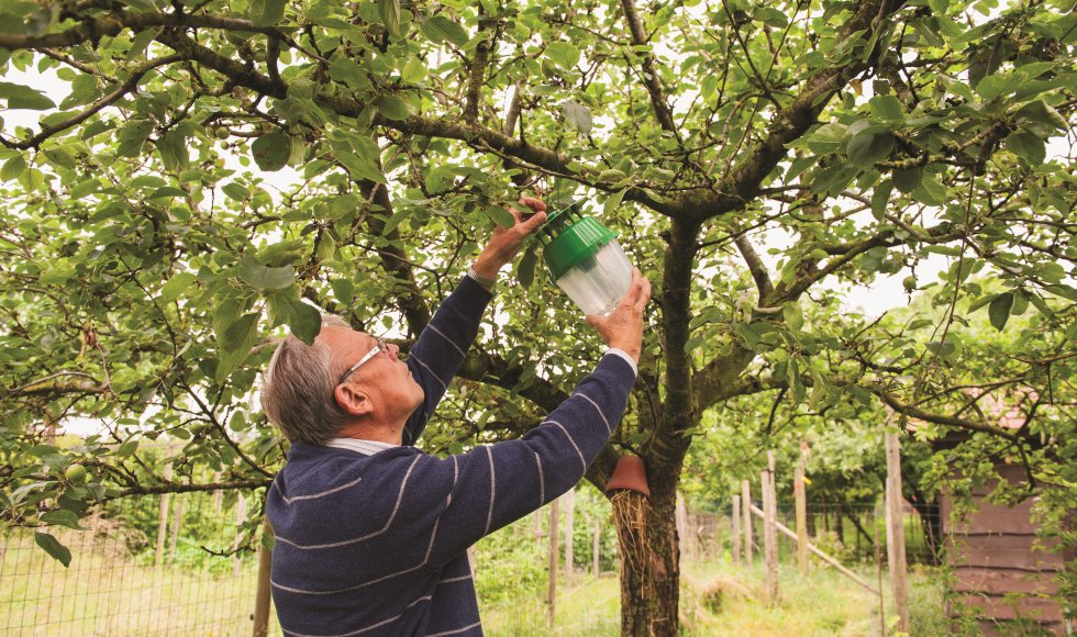 Feromoonvallen in fruitboom