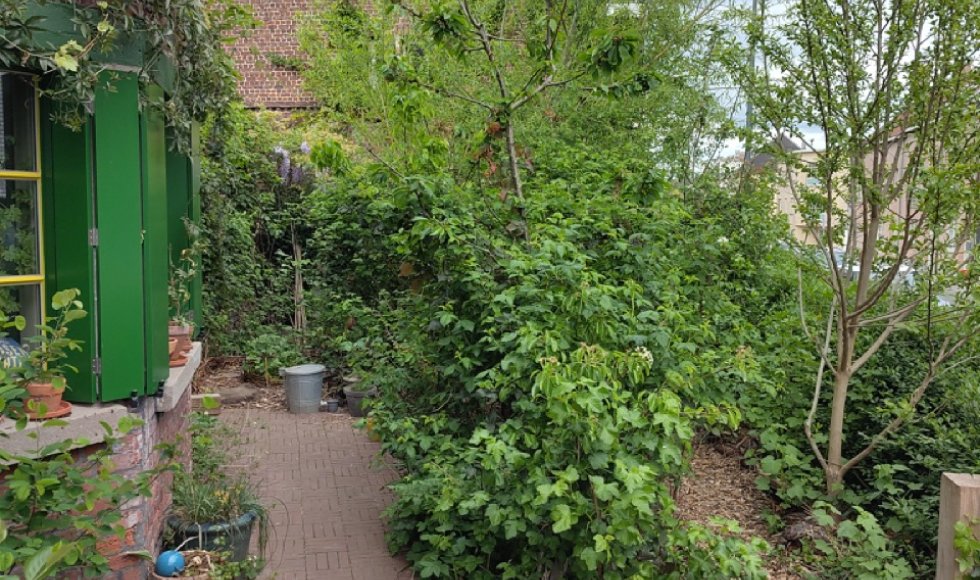 Plantenexplosie@Heydeken