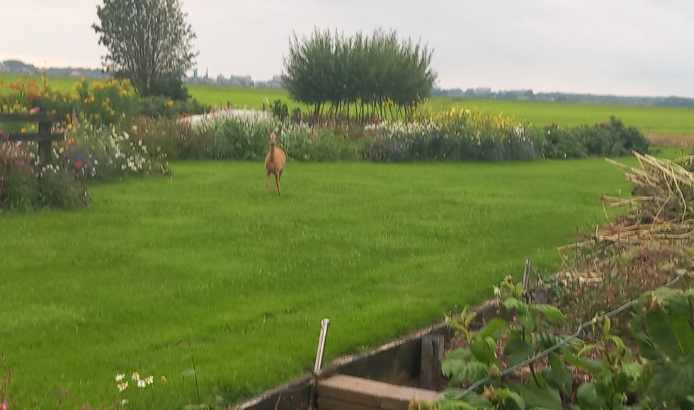 ecotuin van Johan en Lieske Salverda