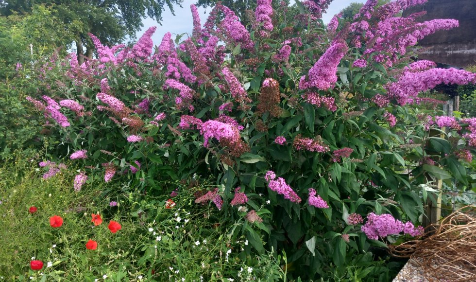 ecotuin van Johan en Lieske Salverda