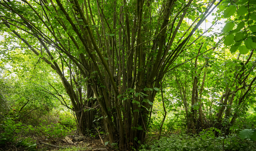 Hazelaar_door Tom Cornille