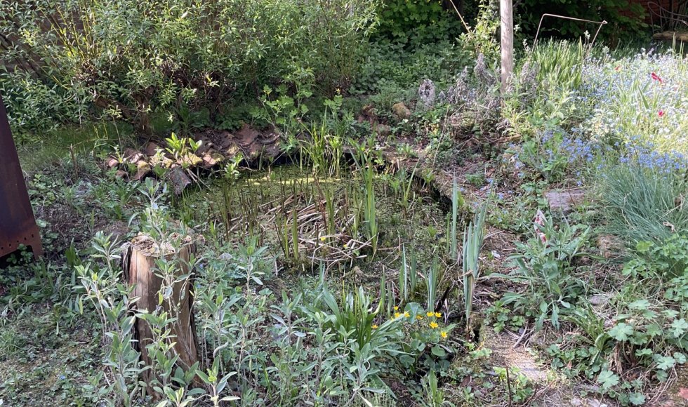 interessante biodiverse tuin van de fam de broeck