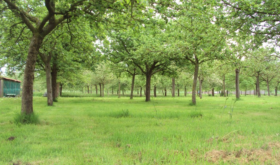 Patrick Heyerick_hoogstamboomgaard_Kruisem