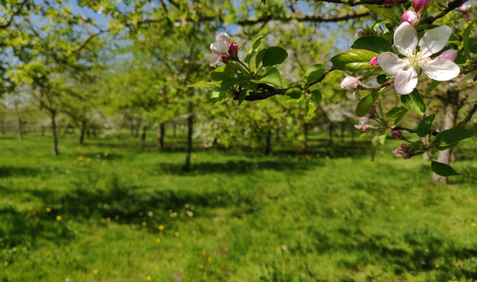 Patrick Heyerick_hoogstamboomgaard_Kruisem