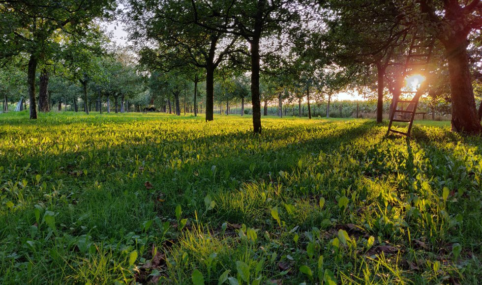 Patrick Heyerick_hoogstamboomgaard_Kruisem