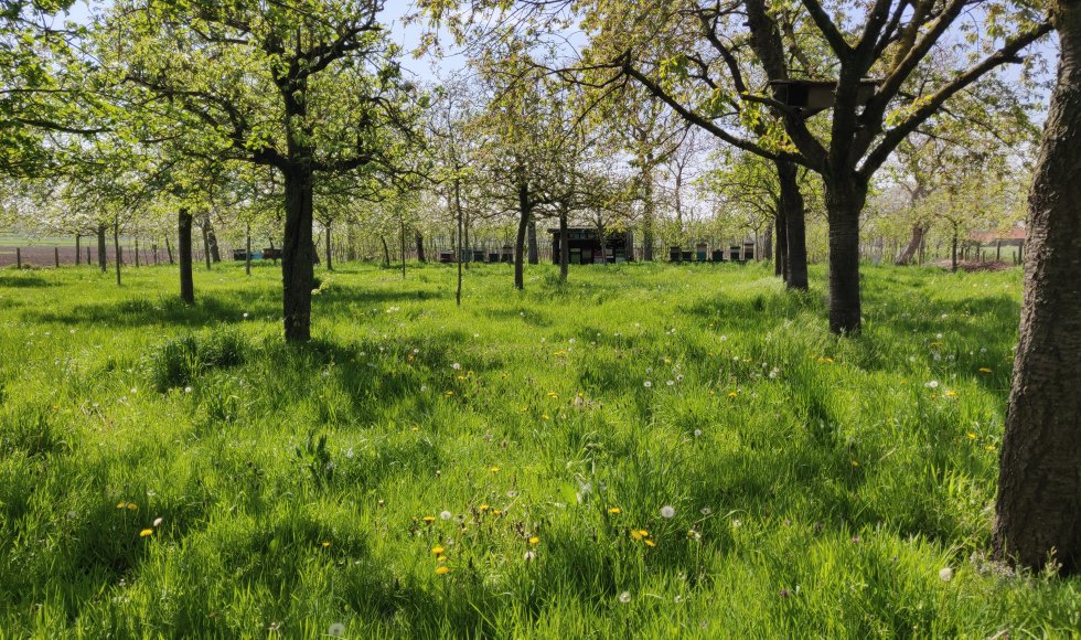 Patrick Heyerick_hoogstamboomgaard_Kruisem