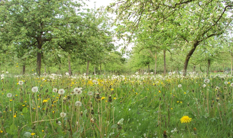 Patrick Heyerick_hoogstamboomgaard_Kruisem