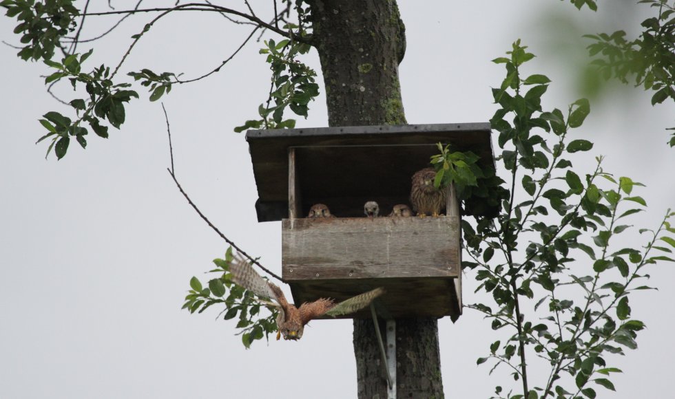 Houwaart_Halderstraat_Leen en Pirre