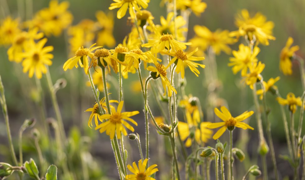 Arnica 2026