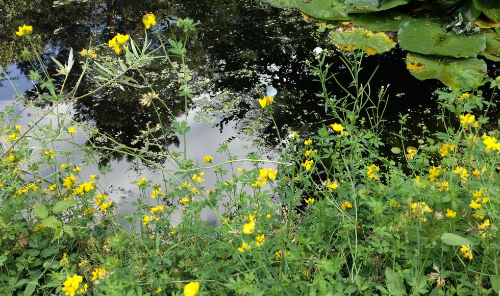 Jubbega It Skarrelhiem 5