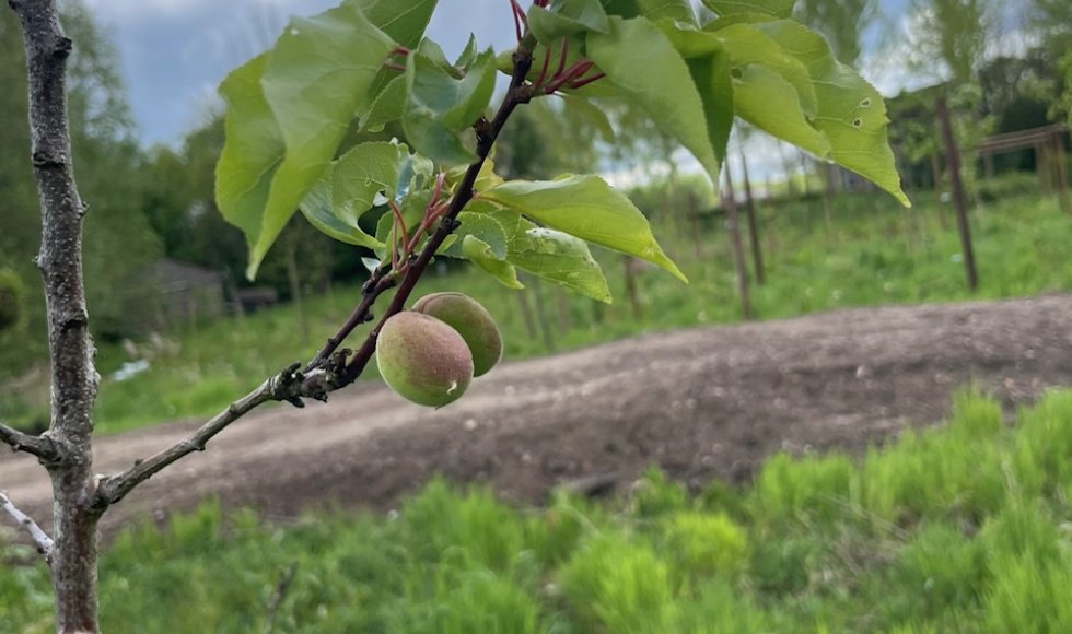 VoedselbosDen Oetelaar 2