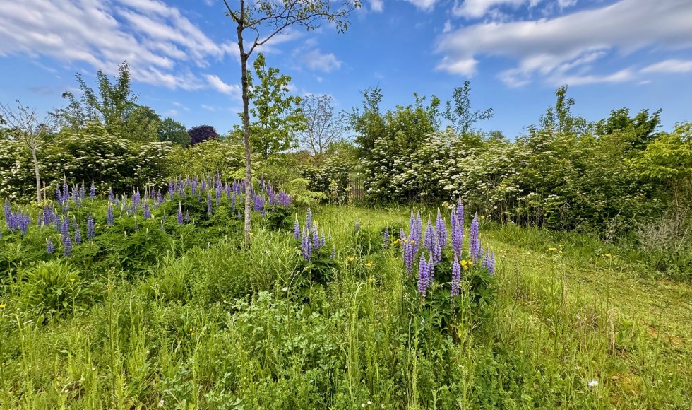 Tom Mestdagh_Schepdaal_Monty Don