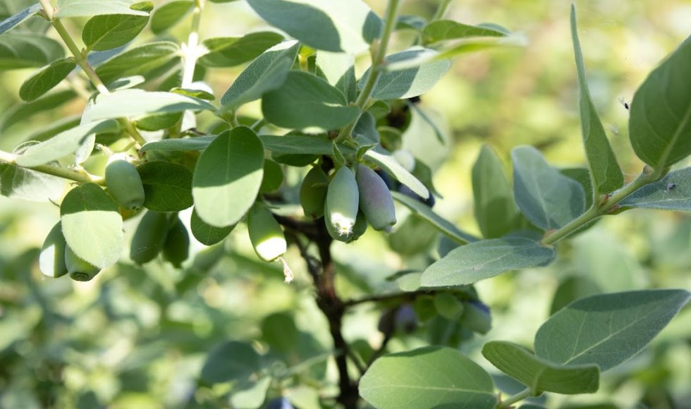 _copyright Kirsten.Bomans