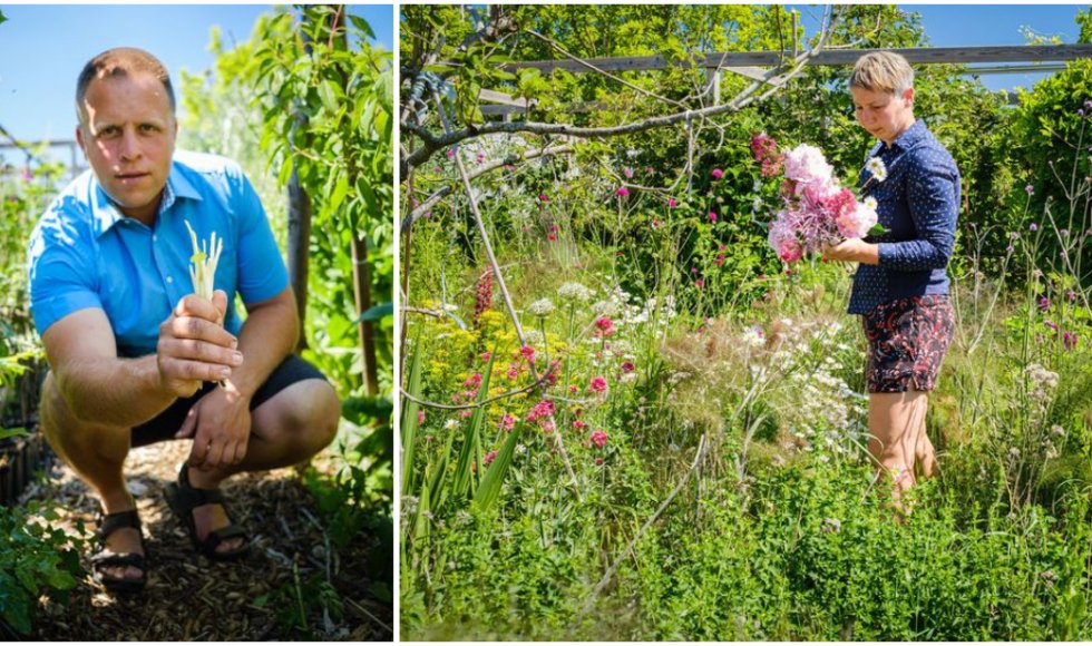 Japanse duizendknoop: Alexander en Elena