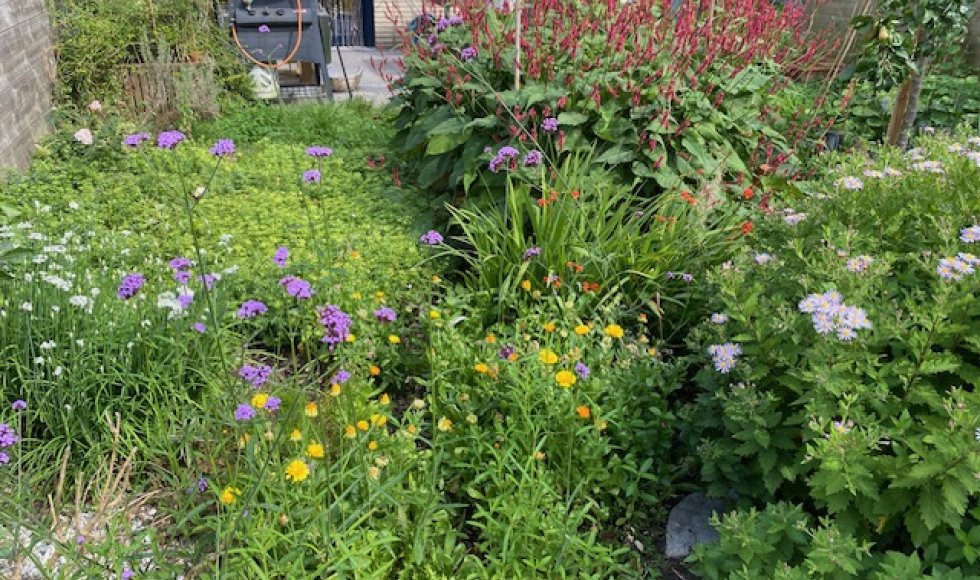 Antwerpen Petit Perle 8