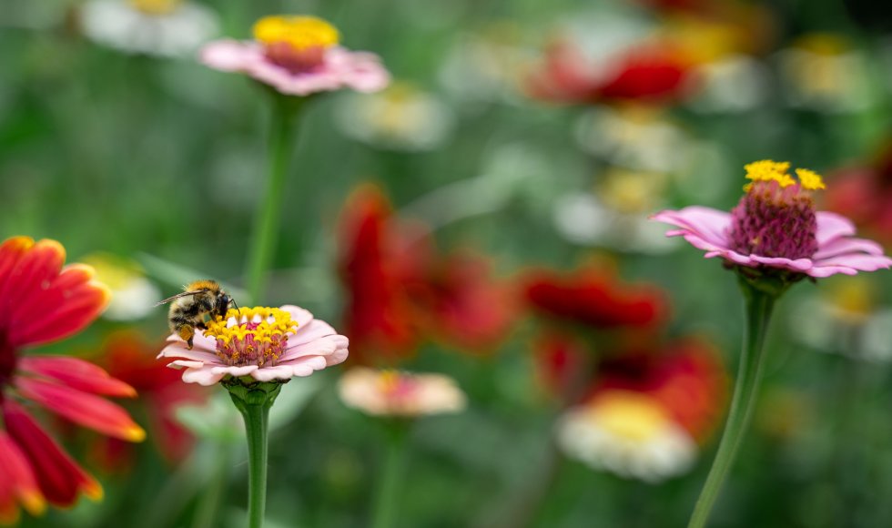 Fleur locale bloemenpluktuin