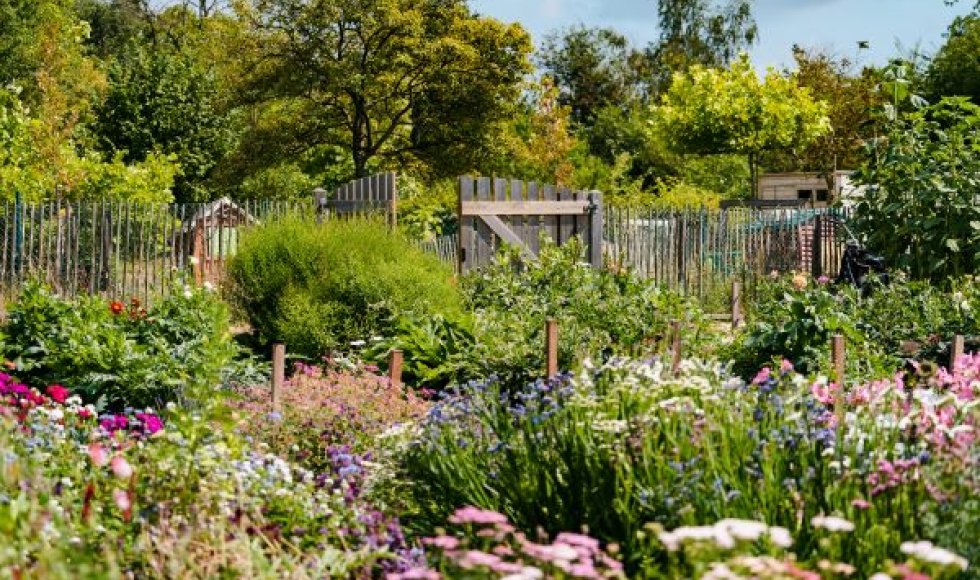 Bloemen-lo, de schoonste bloemenpluktuin van Kessel-Lo