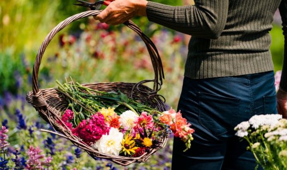 Bloemen-lo, de schoonste bloemenpluktuin van Kessel-Lo