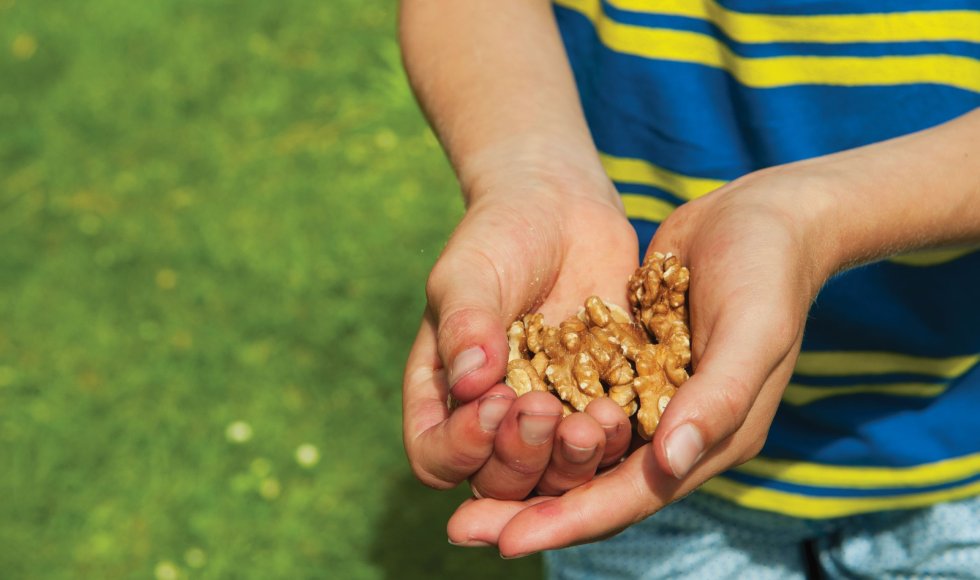 Klimaatbomen met smaak