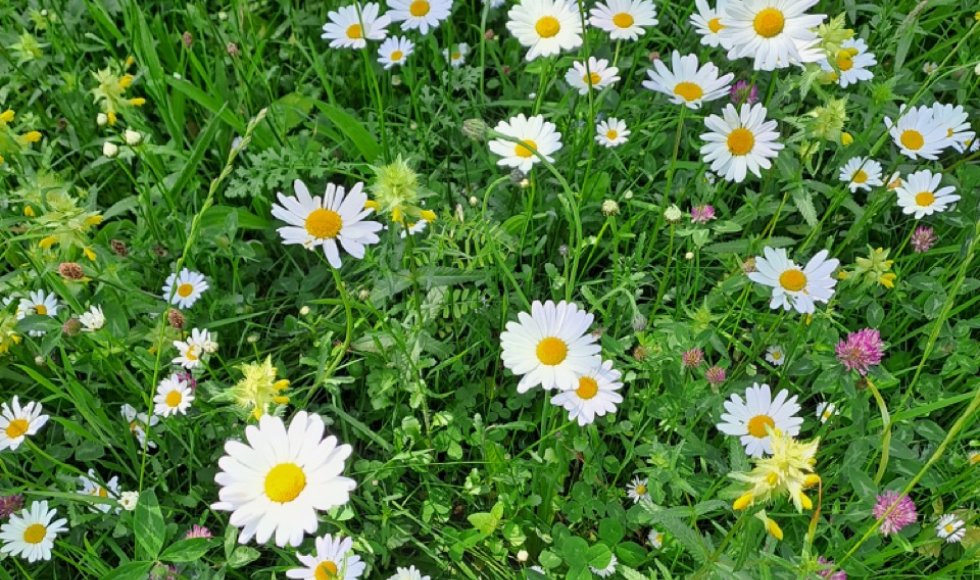 ecotuin familie de roo