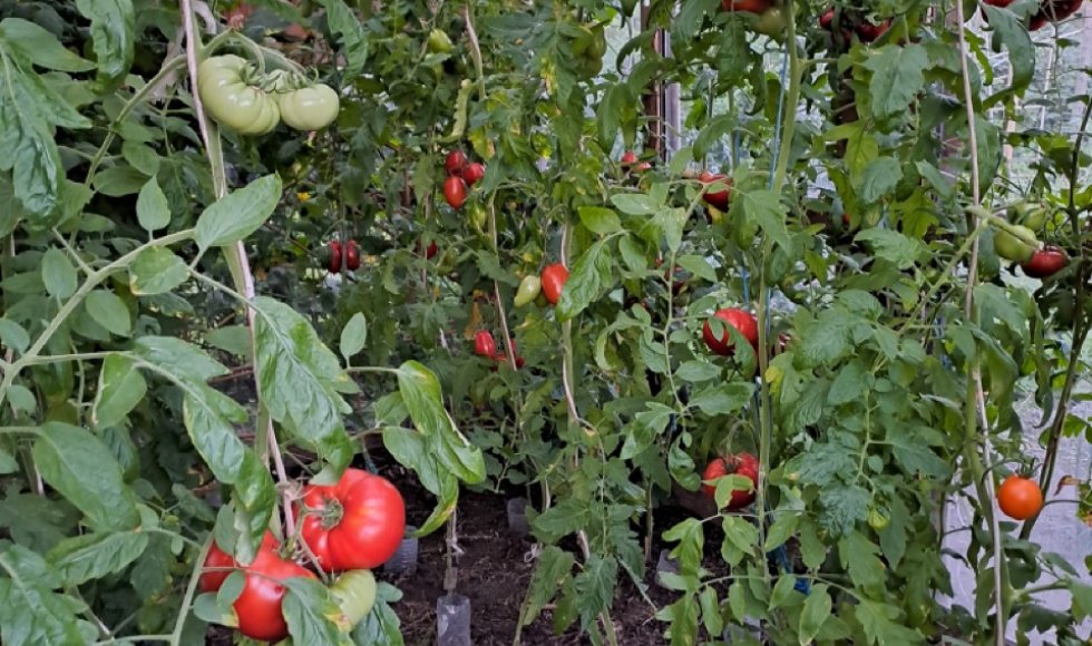 ecotuin familie de roo