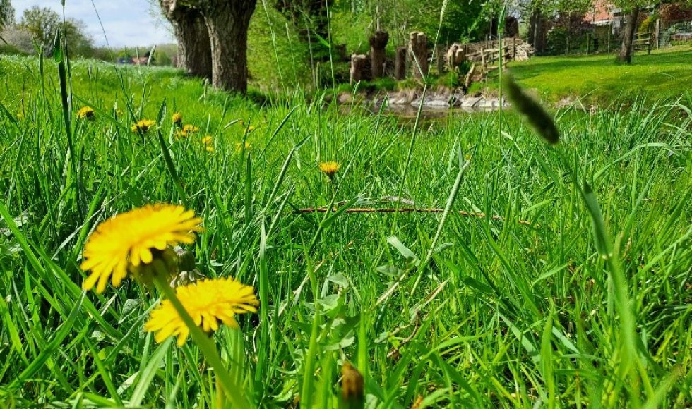 ecotuin familie de roo