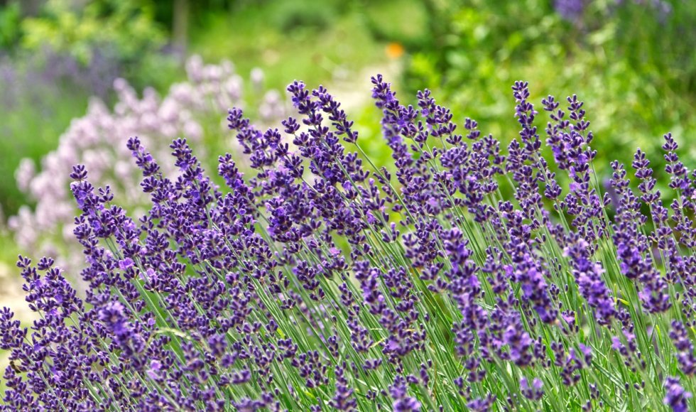 lavendel