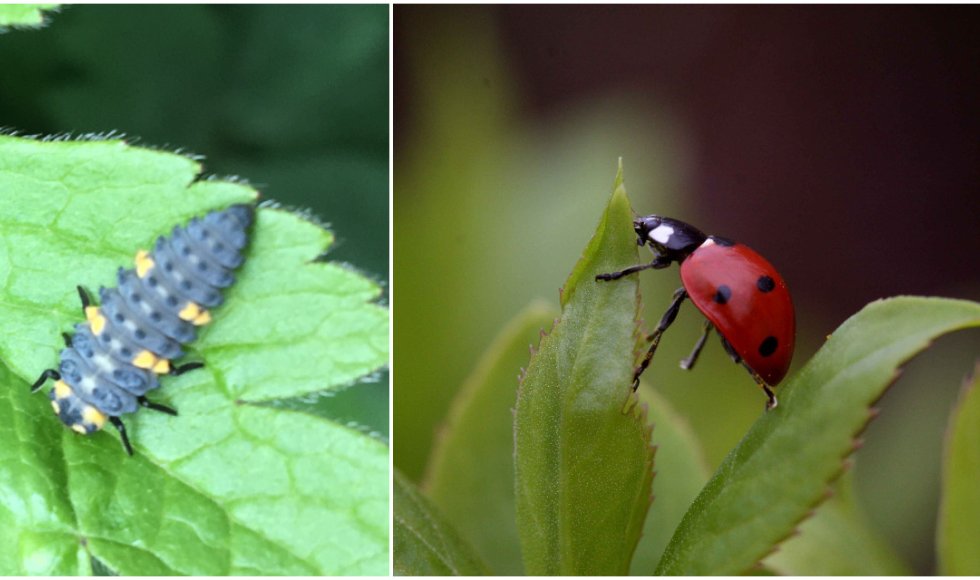 Let op bij gebruik bestrijdingsmiddelen insecten