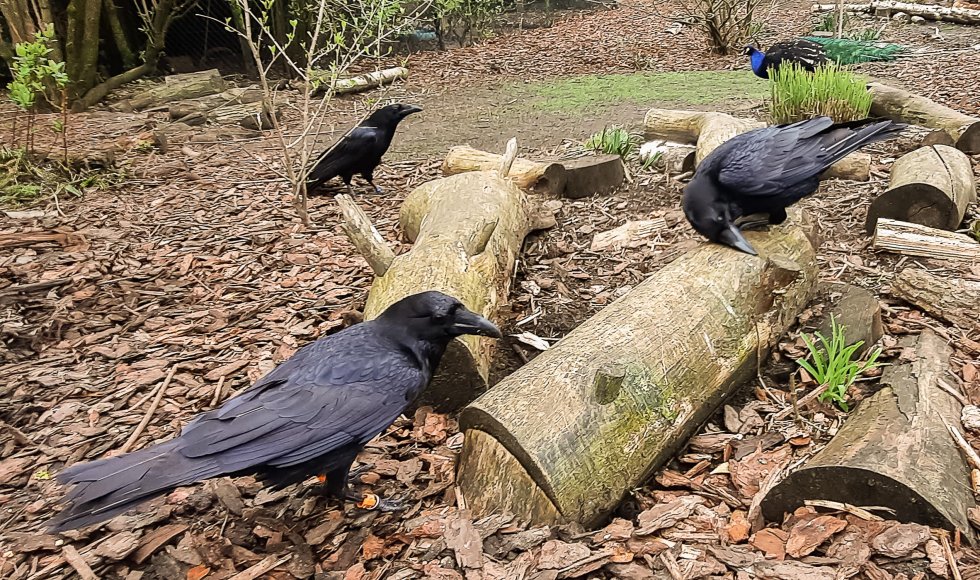 Natuurrijke tuinbeleving