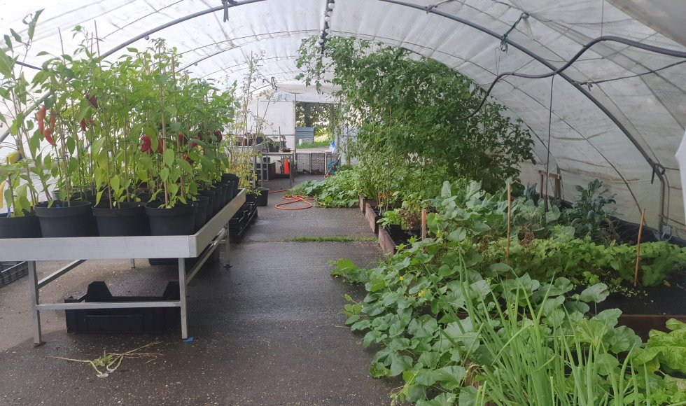 Marknesse Radiculla 2