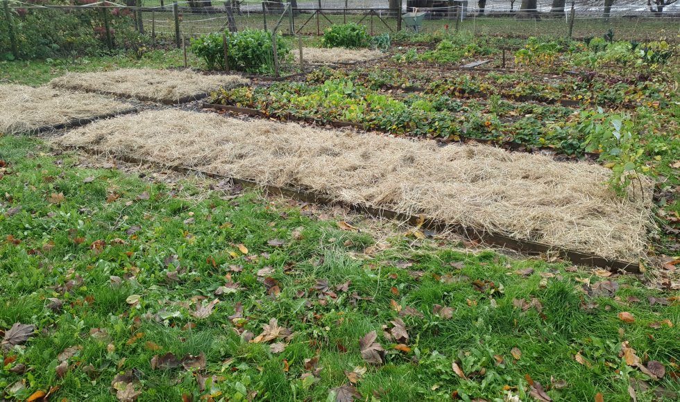 Marknesse Radiculla 3