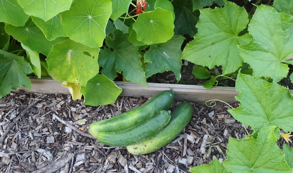 Marknesse Radiculla 4