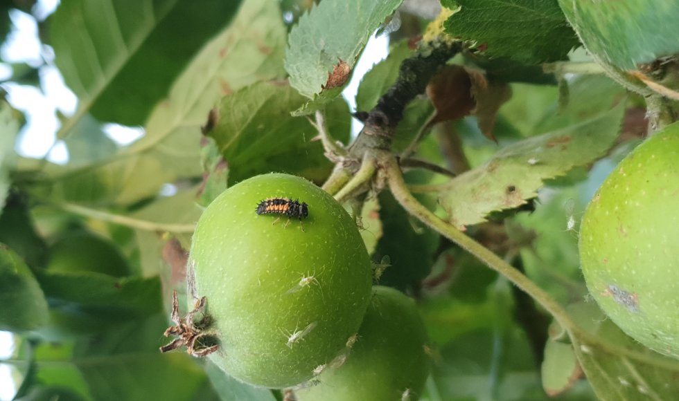 Marknesse Radiculla 5